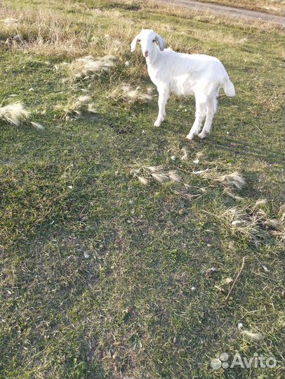 Нубийские козлята