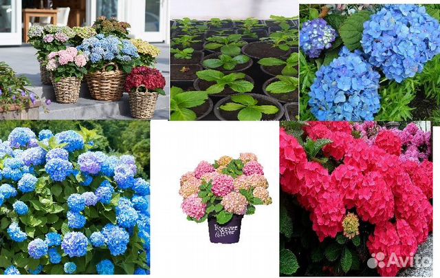 Набор крупнолистной гортензии купить в Барнауле | Товары для дома и ...
