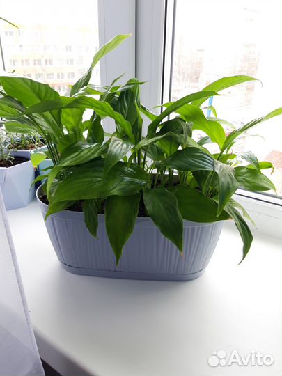 Спатифилиум - цветок женское счастье