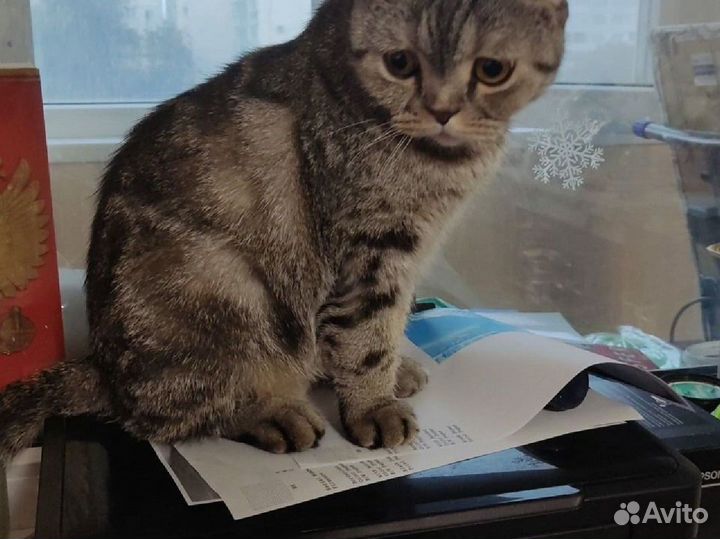 Принтер сканер копир