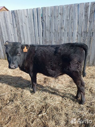 Телка 1.5 года, бык 5 месяцев