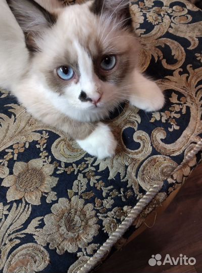 Кошки