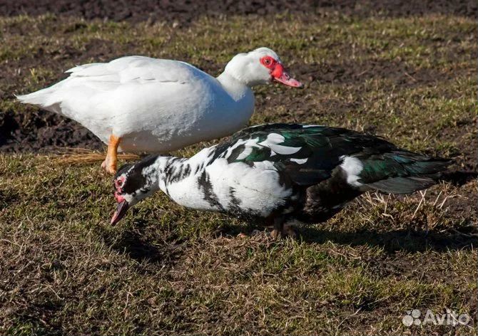 Индоутки, гуси на племя, гусята, утята, цыплята