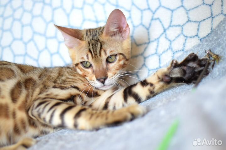 Бенгальский котёнок, мальчик