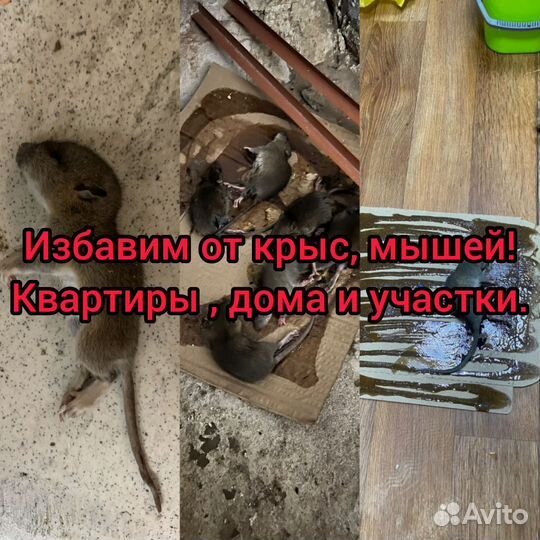 Уничтожение тараканов, клопов, удаление плесени