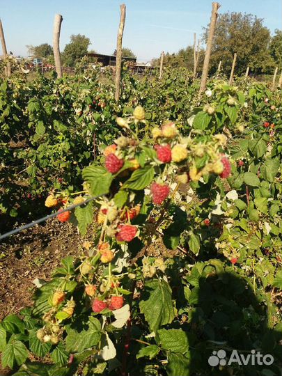 Саженцы малины Дэльнива, Имара, Карамелька и т.д