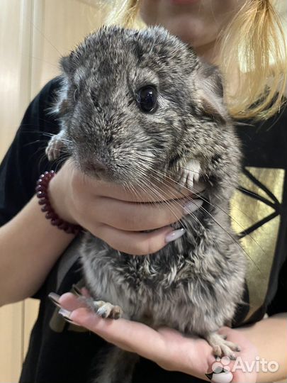 Продаются шиншиллы