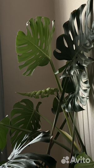 Растения Фикус Монстера Бегония Спатифилум