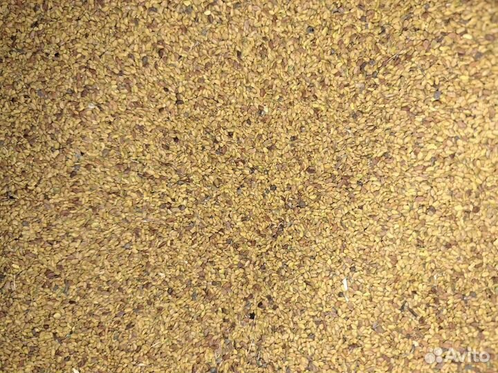 Семена люцерны