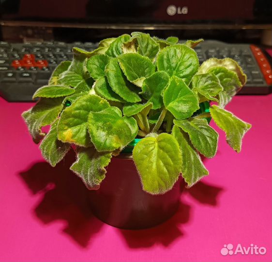 Фиалка сиреневая светлая