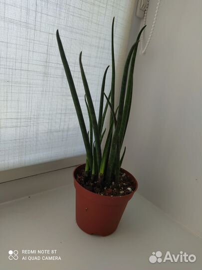 Сансевьерия сортовая