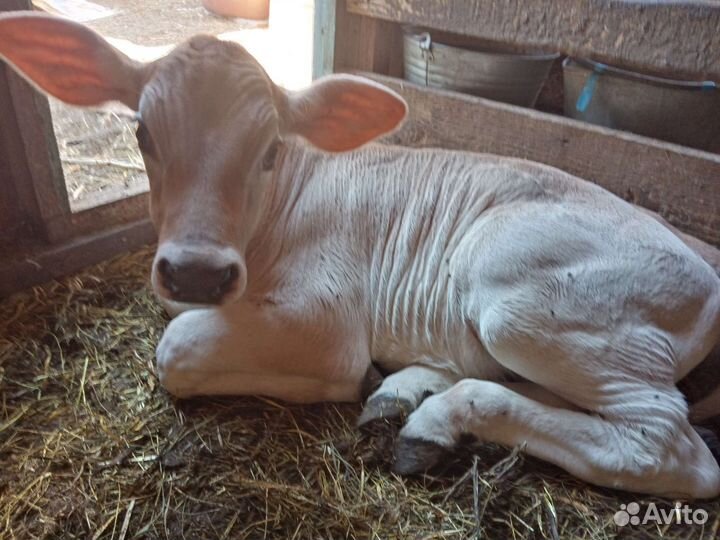 Телочка швицкой породы