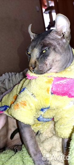 Сфинкс эльф (вязка)