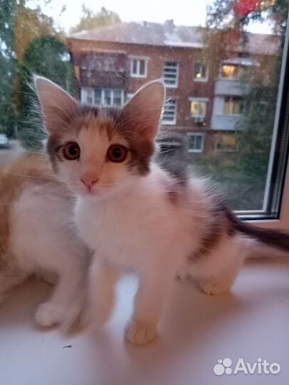 Котята- рыжули в добрые руки бесплатно