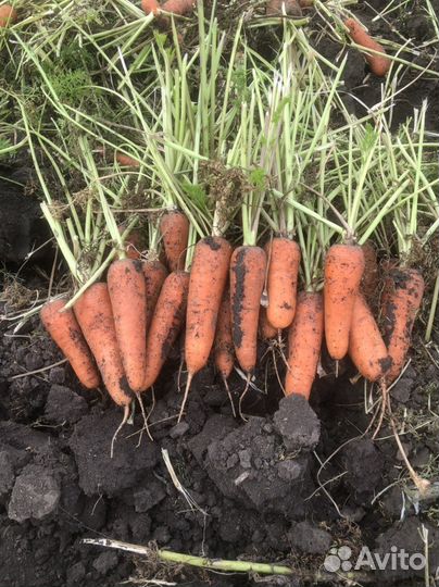 Морковь 1 и 2 сорт (перемешка )