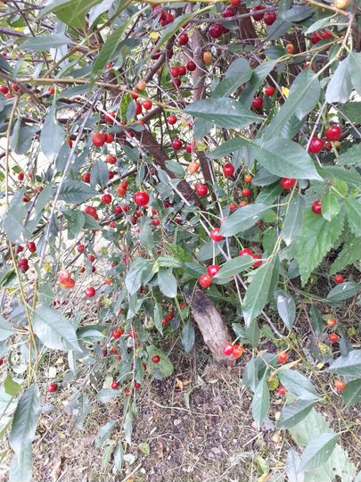 Участок 6 сот. (СНТ, ДНП)