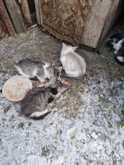 Котята в добрые руки бесплатно