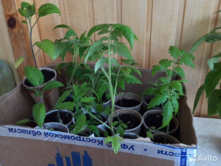 Рассада помидор и перцев