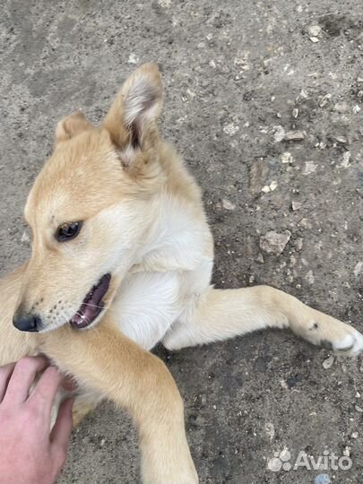 Щенок в добрые руки