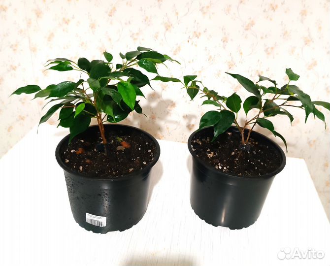 Спатифиллум, фикус Кинки и Бенджамина, педилантус