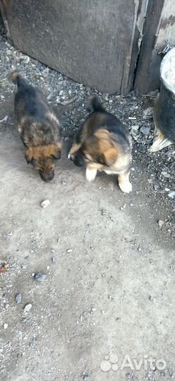 Щенки немецкой овчарки
