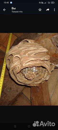 Уничтожение ос, шершней,гнезд