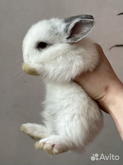 Декоративный карликовый кролик