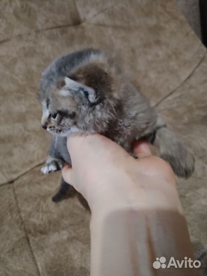 Кошки в добрые руки