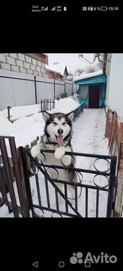Вязка бесплатно
