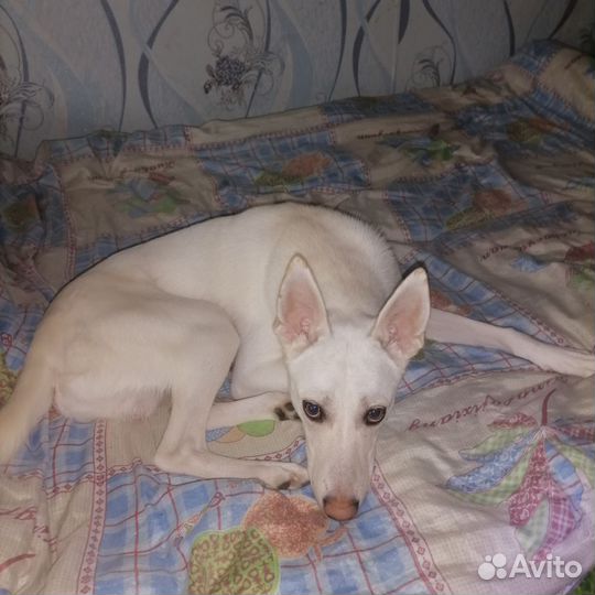 Помесь хаски