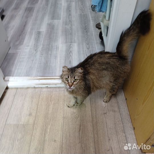 Кошка в дар