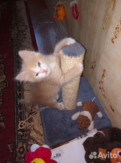 Очаровательные котята