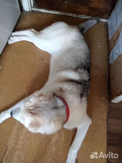 Помесь Хаски и лабрадора