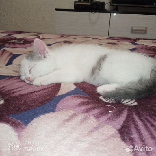 Котенок - девочка в добрые руки