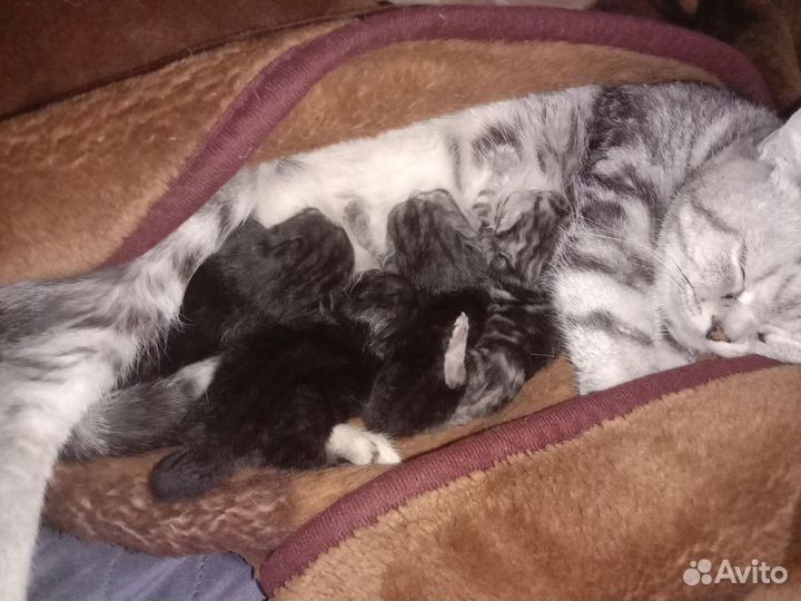 Британская