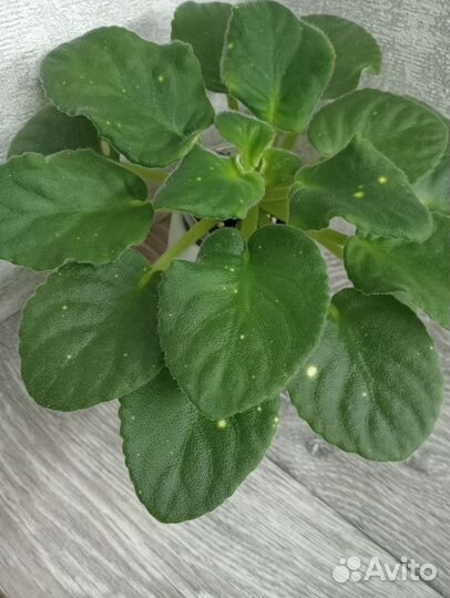 Фиалка шн-Космическая фея