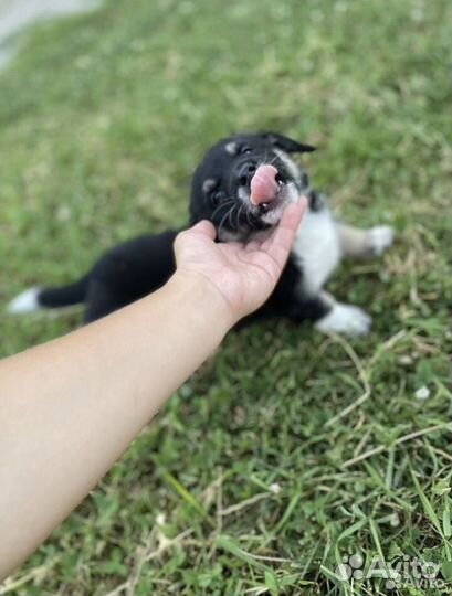 Щенок в добрые руки