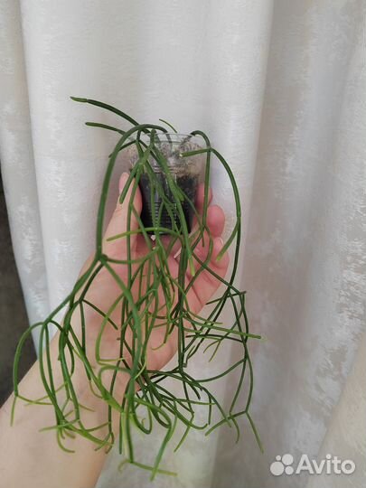 Комнатные цветы