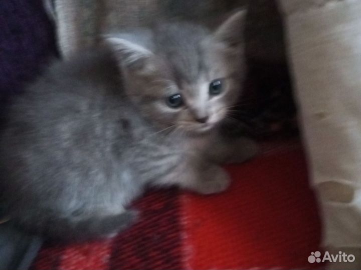 Шотландский котёнок