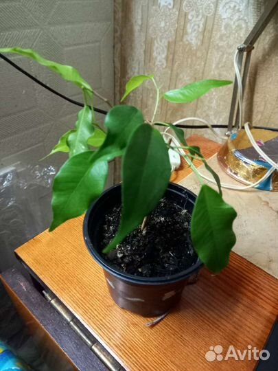 Бенджамина моник