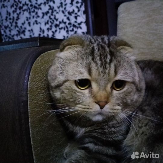 Шотландский вислоухий кот