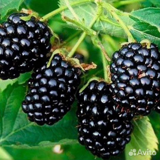 Саженцы ежевики