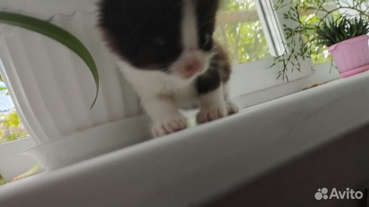 Котята(три мальчика) в добрые руки бесплатно