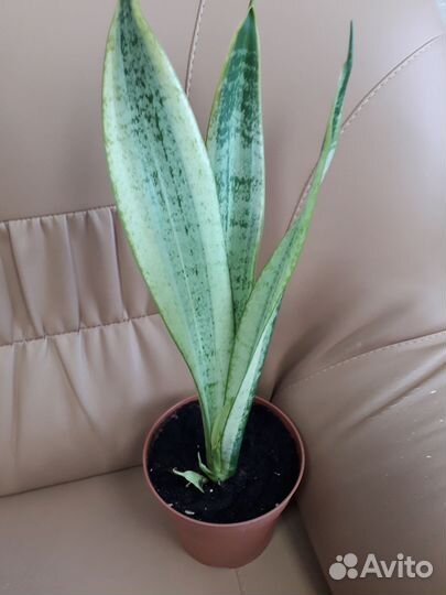 Сансевиерия