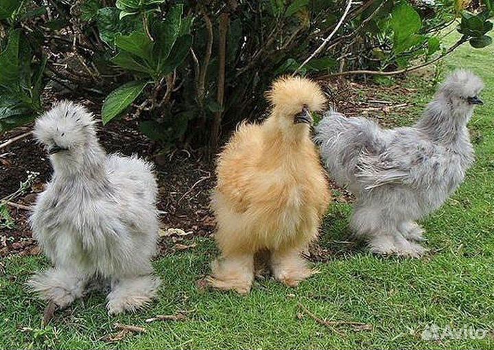 Фазанята,индюшата и цыплята