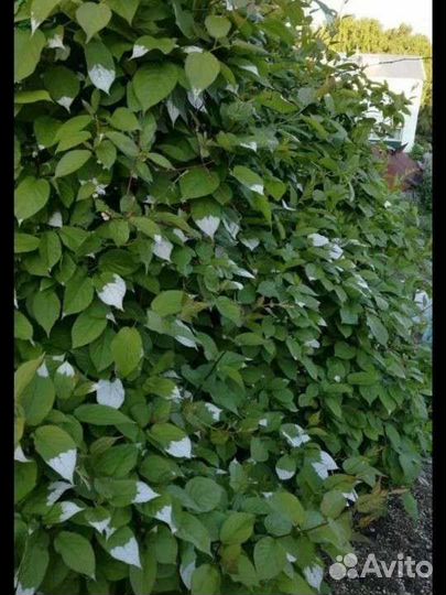 Актинидия коломикта