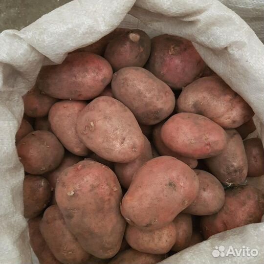 Картофель домашний