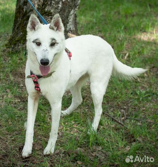 Молодая собака в поисках дома