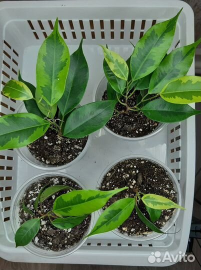 Фикус Бенджамина Регидан