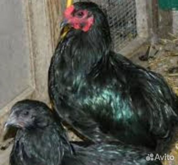 Яйцо инкубационное породных кур, помесь и цыплята